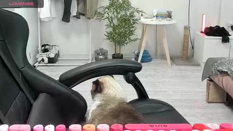 Snapshot of _feralberry__ chatting on December 15, 8:40 am Alis online show from December 15, 8:40 am