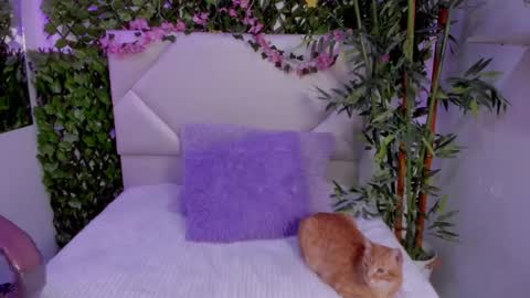 ABBY online show from November 12, 3:56 pm