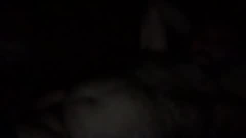 alfali online show from December 3, 10:08 pm