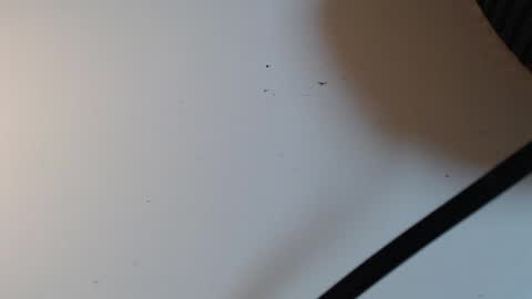 Alid 17 online show from February 16, 5:31 pm