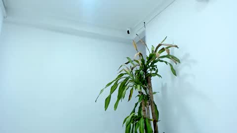 Alice online show from October 24, 7:43 pm