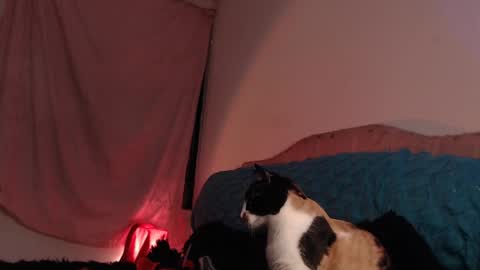 Snapshot of ally_donfort chatting on February 28, 3:04 am Ally online show from February 28, 3:04 am