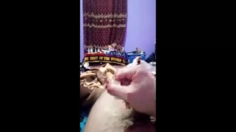 bahaa5555 online show from March 1, 7:16 pm