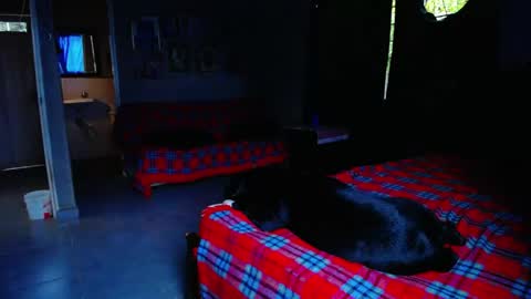 Black Panther online show from May 1, 11:04 am