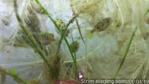 Booker Baxton online show from October 23, 3:06 am