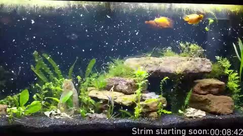 Booker Baxton online show from October 29, 2:58 am