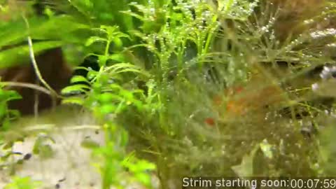 Snapshot of booker_baxton chatting on November 14, 4:00 am Booker Baxton online show from November 14, 4:00 am