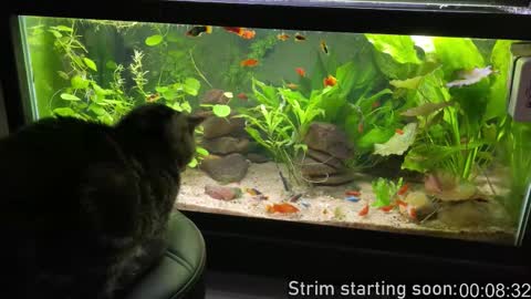 Snapshot of booker_baxton chatting on December 5, 3:59 am Booker Baxton online show from December 5, 3:59 am