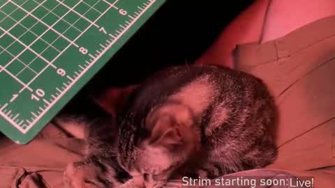 Booker Baxton online show from December 20, 4:08 am