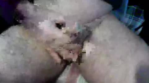 bossram160 online show from October 9, 9:18 am