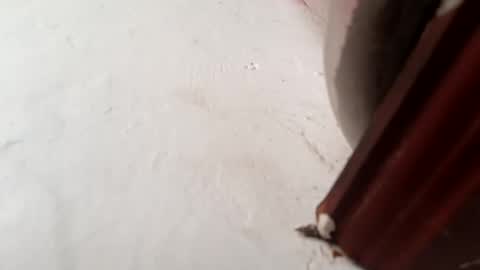 Brittany  online show from November 23, 1:55 pm