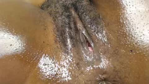 Brownie online show from July 13, 8:00 pm