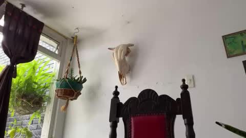 Snapshot of camille_delrey chatting on October 31, 6:42 pm Camille online show from October 31, 6:42 pm