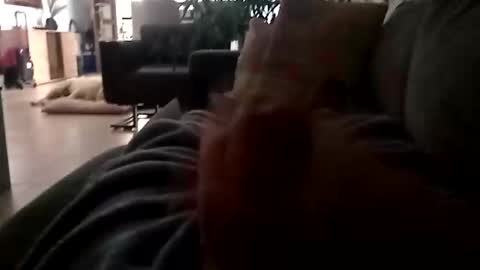 carlitito1 online show from November 23, 7:08 am