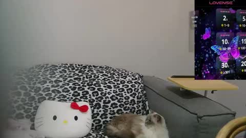 Sir  Kitten  online show from May 10, 2:17 am