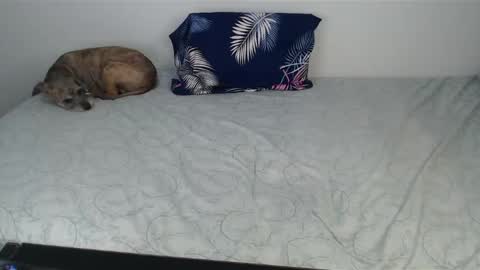 Viviana 3 online show from December 10, 10:47 pm