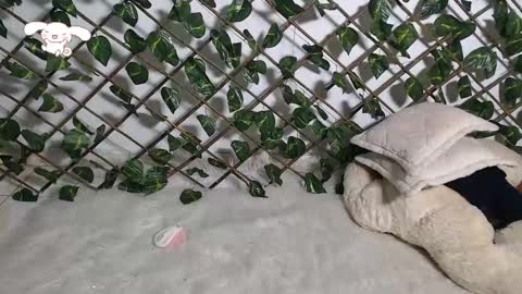 Snapshot of charly_evans60 chatting on February 21, 12:27 am charly_evans60 online show from February 21, 12:27 am