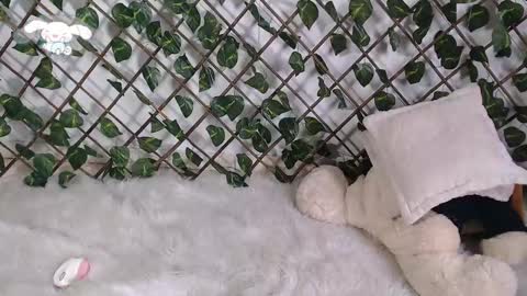 Snapshot of charly_evans60 chatting on February 22, 4:51 pm charly_evans60 online show from February 22, 4:51 pm