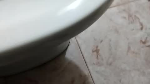 ciccilli online show from October 5, 8:29 pm