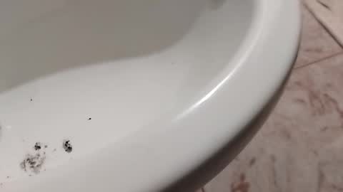 ciccilli online show from November 1, 10:23 pm