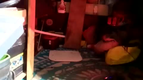 HeyTurkeyBoy online show from January 23, 9:39 am