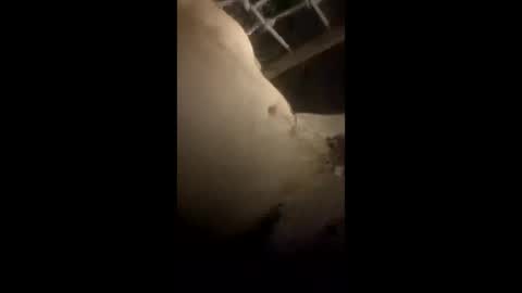 da_p44 online show from March 22, 2:26 am