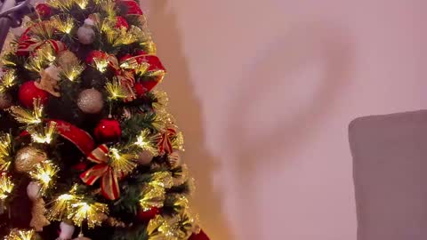 Dahli online show from December 21, 10:06 am