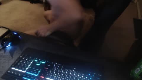 Snapshot of dakota_reilly chatting on September 14, 11:53 am Dakota online show from September 14, 11:53 am