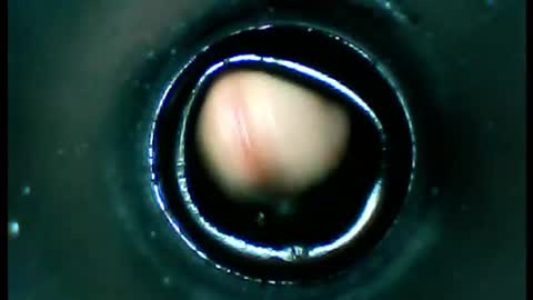 damdam44 online show from January 13, 4:51 pm