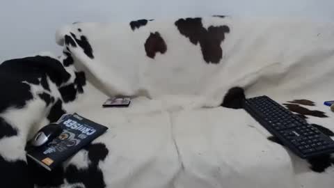 dan_jonson15 online show from November 27, 6:43 pm