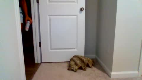 Snapshot of danibrass1 chatting on July 7, 1:04 pm DaniBrass1 online show from July 7, 1:04 pm