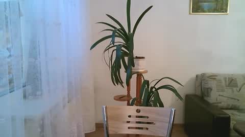 Snapshot of dartanjanas chatting on December 1, 11:15 am Dario online show from December 1, 11:15 am