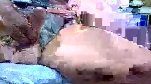 Snapshot of deepdiver3366 chatting on January 19, 12:14 am Dive Deep online show from January 19, 12:14 am