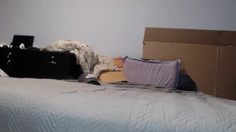 Dorato online show from March 17, 7:17 pm