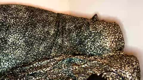 Snapshot of dove_love22 chatting on November 10, 4:33 am dove_love22 online show from November 10, 4:33 am