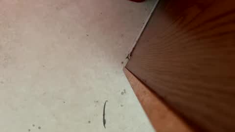 dragonman1219 online show from January 13, 5:44 pm