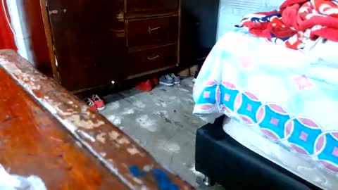 dreamreal online show from November 10, 10:58 am