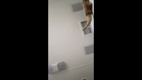 dtrain6969420 online show from February 3, 6:40 am