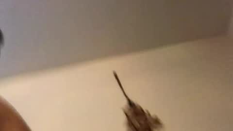 ducebabydee online show from February 18, 11:11 pm