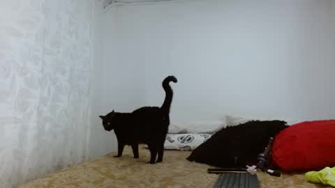 Snapshot of elektratattoo chatting on September 20, 4:13 am elektra online show from September 20, 4:13 am