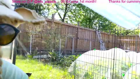 Ella Bella Bo Bella online show from June 3, 2:19 pm