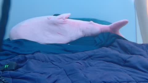 Snapshot of feralasf chatting on February 27, 9:25 pm FE fee online show from February 27, 9:25 pm