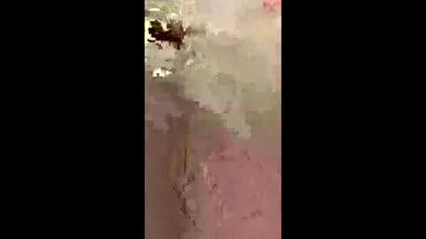 freelingling online show from December 2, 9:47 am