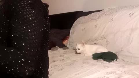 Snapshot of full4cefull chatting on September 24, 4:32 pm Pizzaz online show from September 24, 4:32 pm