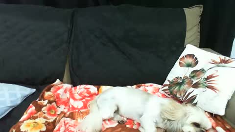 gaby  layla online show from January 20, 2:01 am