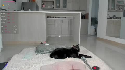 Snapshot of halliee chatting on December 12, 10:52 pm insta Laupalacio777Next stream 01th December online show from December 12, 10:52 pm