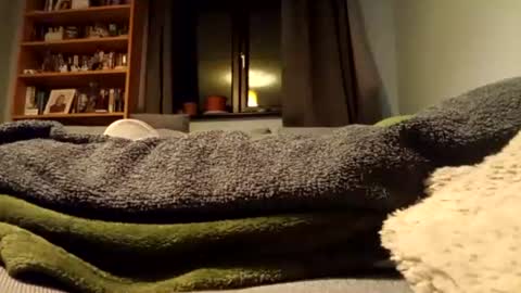 happydoggy13 online show from July 31, 11:26 pm