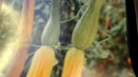 Helvell online show from June 8, 8:09 pm