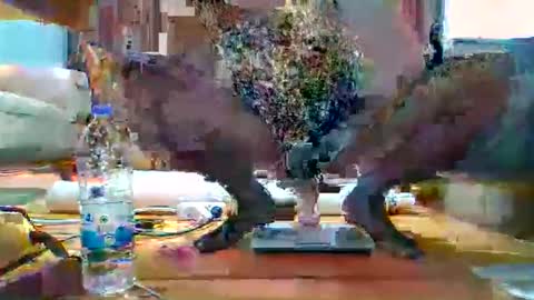 Snapshot of hothot1505 chatting on December 17, 6:03 pm hothot1505 online show from December 17, 6:03 pm