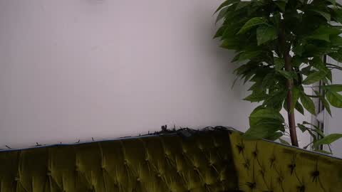 Danielle online show from January 11, 6:33 pm